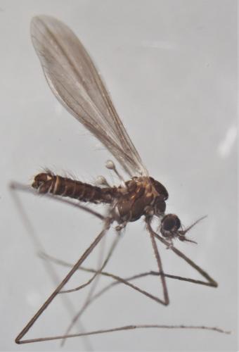 Tasiocera murina
